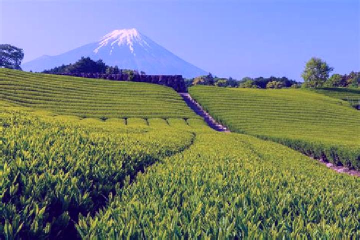 Lily, 38 — Escort in Shizuoka, Japan