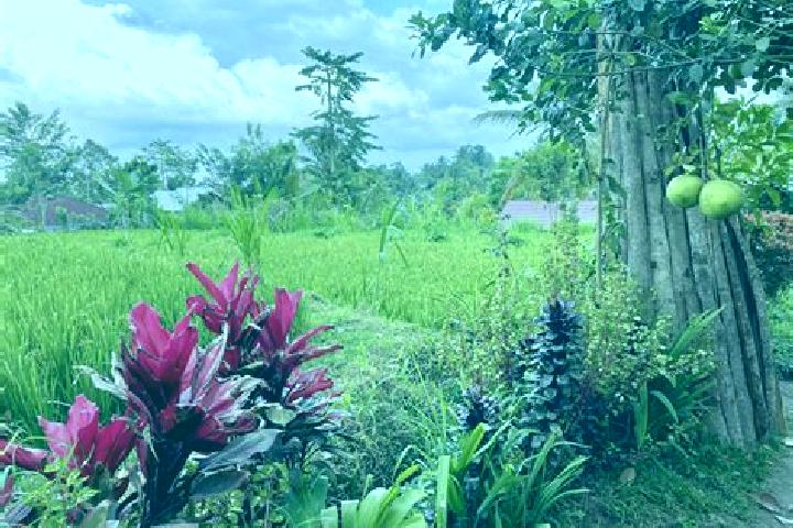 Lily, 38 — Escort in Tetebatu, Indonesia