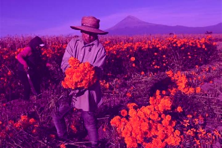 Lily, 39 — Escort in Tepetzingo (Tepezingo), Mexico