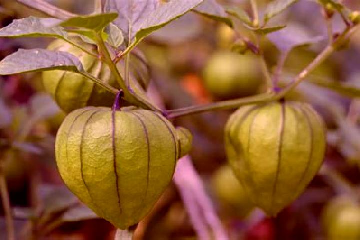 Lucy, 22 — Escort in Tomatillo, Mexico