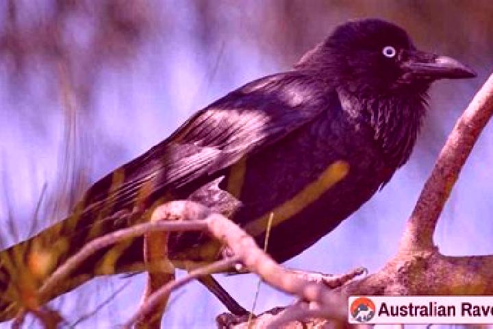 Lucy, 24 — Escort in Tanami, Australia