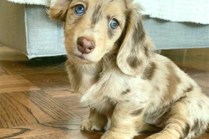 Lucy, 25, a chestnut blue-eyed mixed companion based in Chianocco. Offering Deep French Kissing, Dinner Date. Available for incall and outcall, day and eveni...