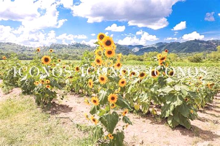 Lucy, 31 — Escort in Tianguistengo (La Romera), Mexico
