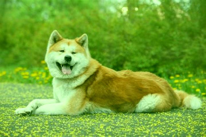 Lucy, 32, a red amber-eyed caucasian companion based in Kita-Akita. Offering OWO, Striptease, A-Level. Available for incall and outcall, day and evening dates.