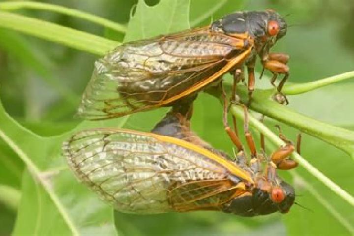 Lucy, 32 — Escort in Cicadas, Indonesia