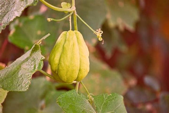 Lucy, 32 — Escort in El Chayote, Mexico