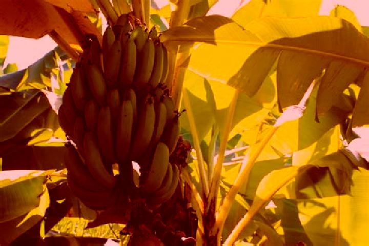 Lucy, 34 — Escort in Mata de Platano, Honduras