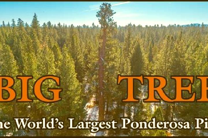Lucy, 36 — Escort in Ponderosa Pine, United States