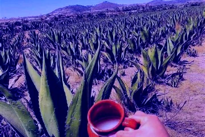 Lucy, 36 — Escort in San Agustin del Pulque, Mexico