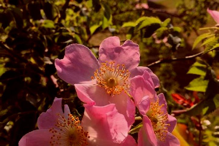 Luna, 20 — Escort in Wild Rose, Canada