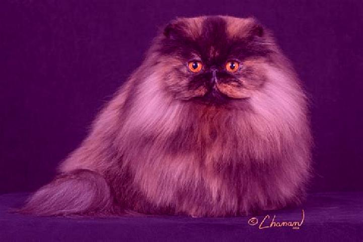 Luna, 25, a chestnut dark-eyed european companion based in Farsiyan. Offering A-Level, Travel Companion, Duos. Available for incall and outcall, day and even...