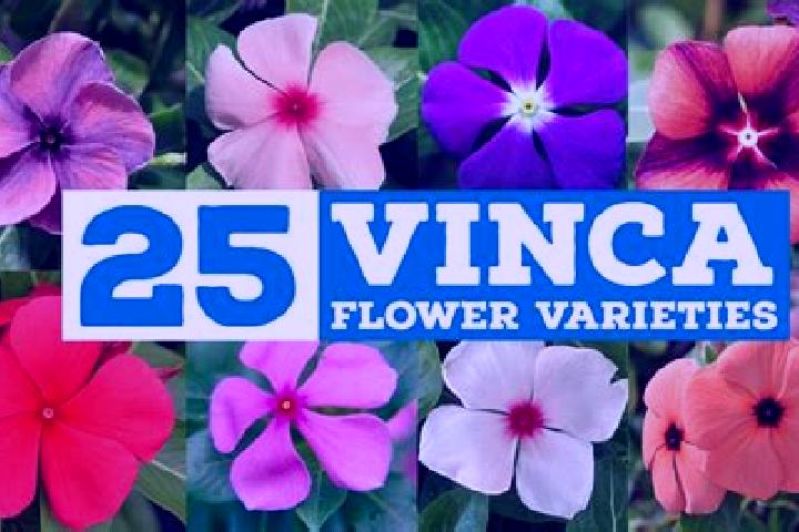 Luna, 25 — Escort in Vinca, France