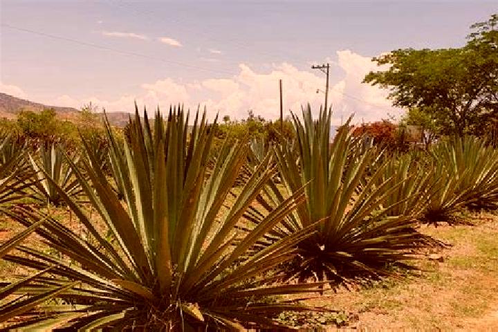 Luna, 26 — Escort in Santa Catarina Minas, Mexico
