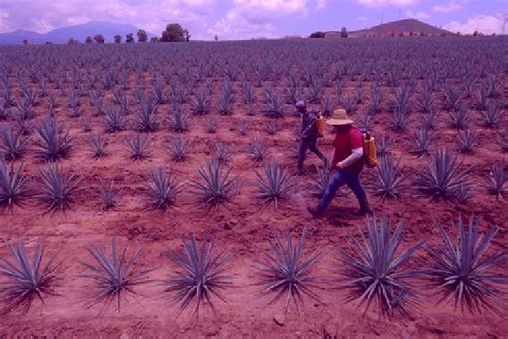 Luna, 27 — Escort in Ayapango, Mexico