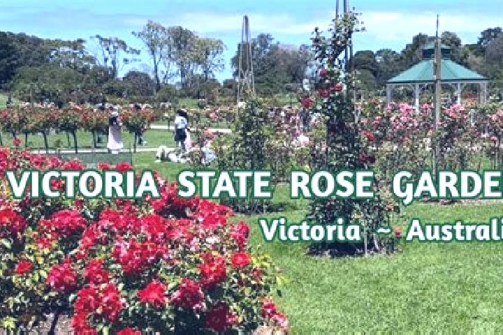 Luna, 27 — Escort in Rose Park, Australia