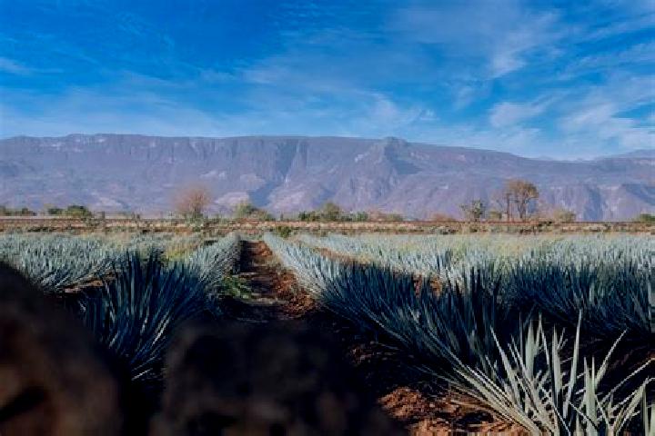 Luna, 29 — Escort in Chimaltitan, Mexico