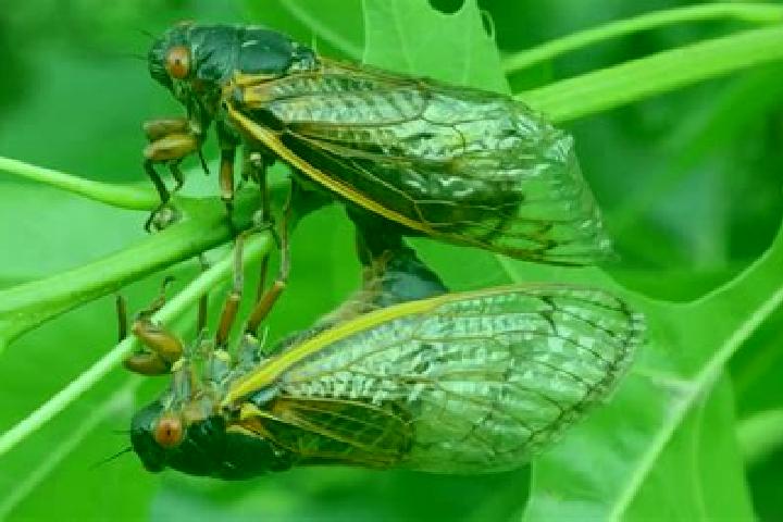Luna, 29 — Escort in Cicadas, Indonesia