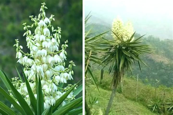 Luna, 29 — Escort in Loma del Izote (Mata Planta), Mexico