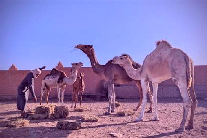 Luna, 30 — Escort in Guelmim, Morocco