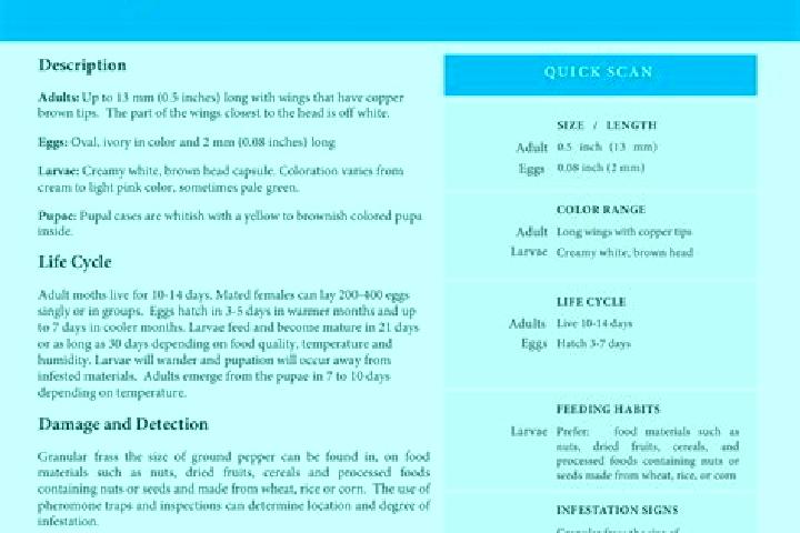 Luna, 33 — Escort in Moth, India