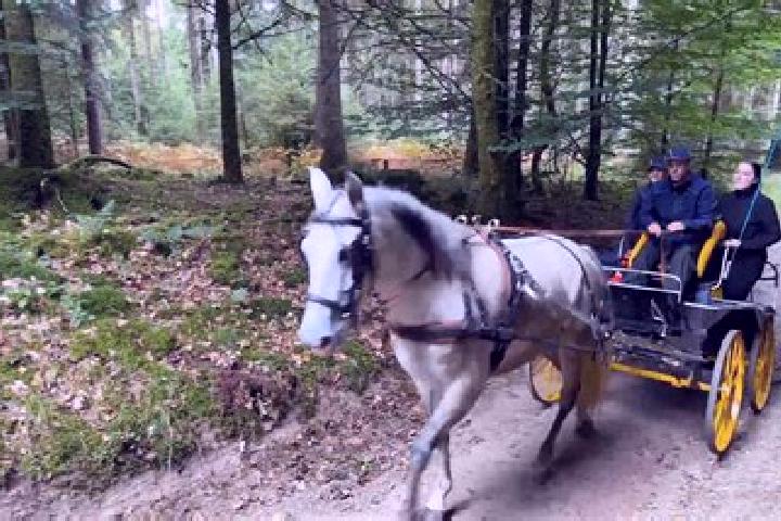 Luna, 35 — Escort in Grandmenil, Belgium