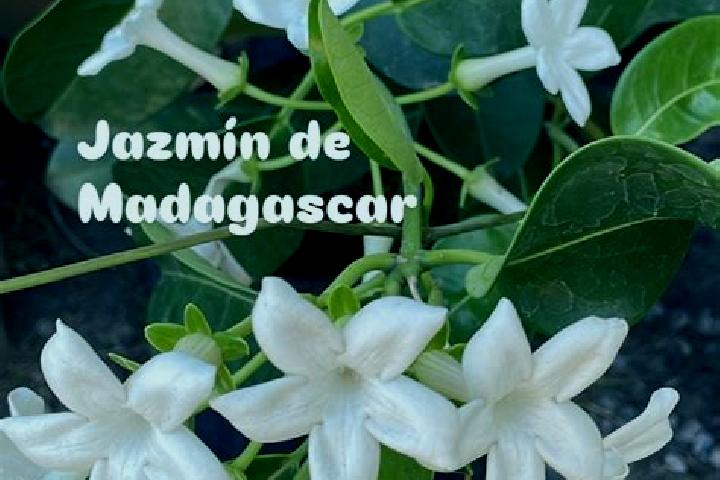 Luna, 36 — Escort in El Jazmin, Mexico