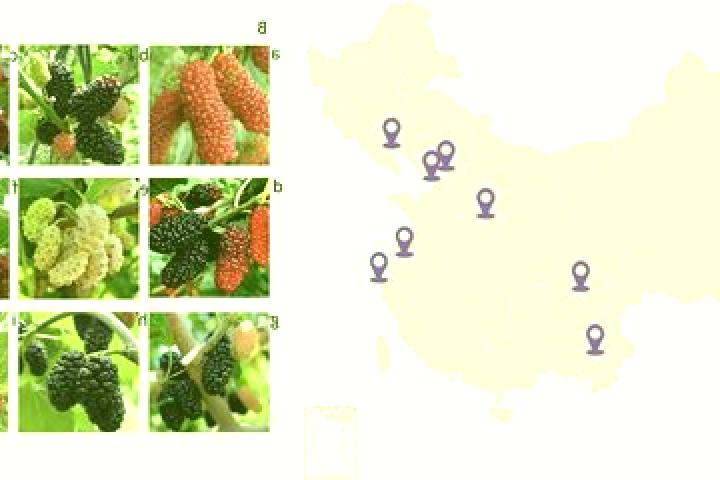 Luna, 37 — Escort in Xiaonangou, China