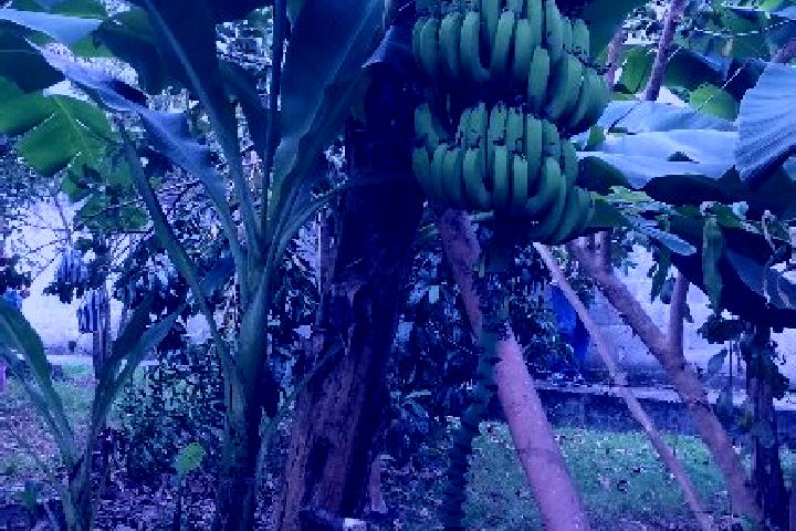 Luna, 38 — Escort in Mata de Platano, Mexico