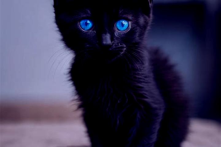 Luna, 39, a black blue-eyed mediterranean companion based in Melenki. Offering Travel Companion, Prostate Massage, Deep French Kissing, Overnight, Couples. A...