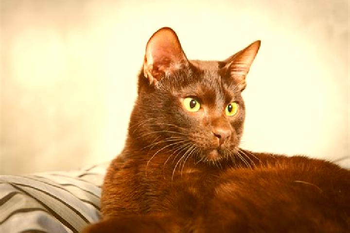 Luna, 39, a black brown-eyed middle eastern companion based in Raetihi. Offering Fetish, Duos, A-Level. Available for incall and outcall, day and evening dates.
