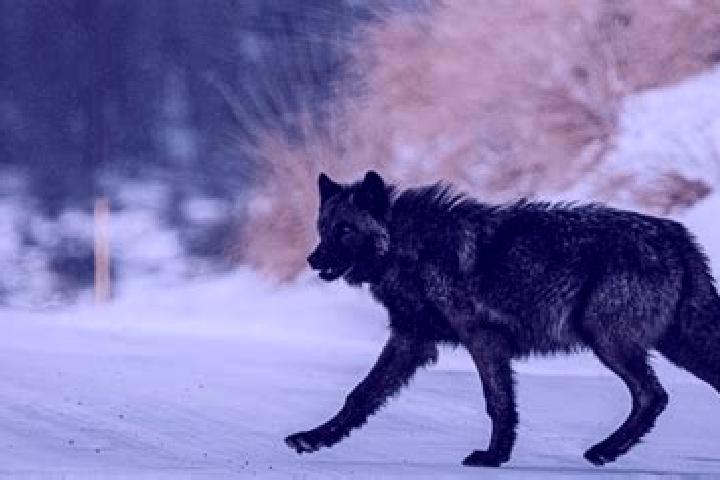 Luna, 39, a black grey-eyed mixed companion based in Tosterglope. Offering OWO, Party Girl, Fetish. Available for incall and outcall, day and evening dates.
