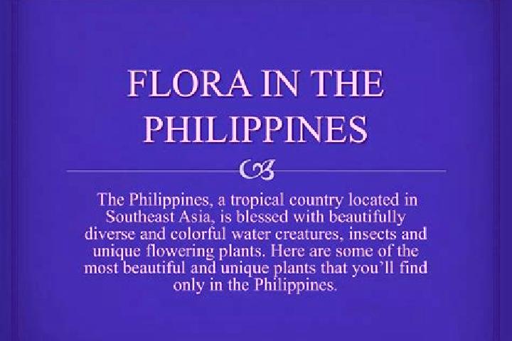 Luna, 39 — Escort in Camp Flora, Philippines