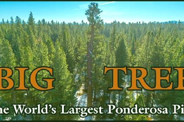 Madison, 20 — Escort in Ponderosa Pine, United States