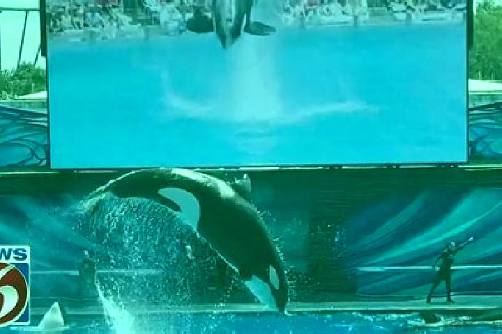 Madison, 21 — Escort in Shamu, China