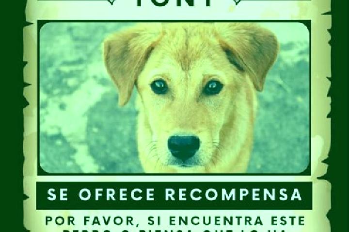 Madison, 22 — Escort in Santa Clara Ocoyucan, Mexico