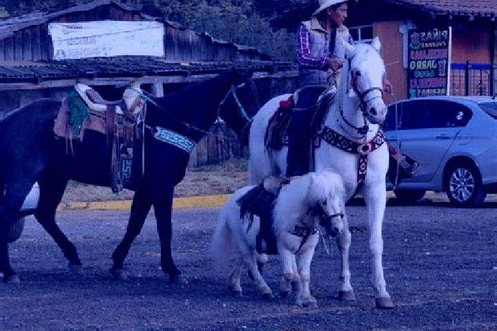 Madison, 25 — Escort in La Marquesa, Mexico