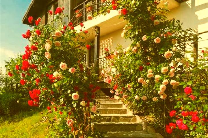 Madison, 26 — Escort in Miroslavesti, Romania
