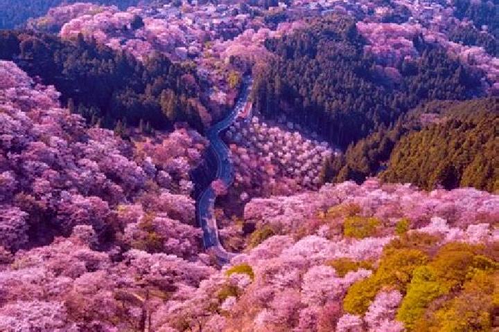 Madison, 26 — Escort in Yoshino-cho, Japan