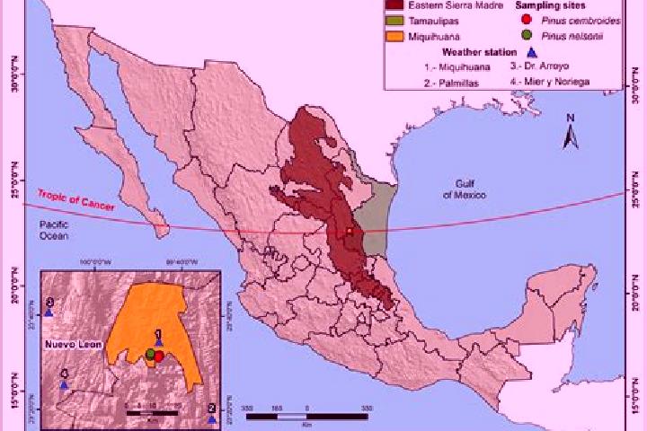 Madison, 34 — Escort in Miquihuana, Mexico