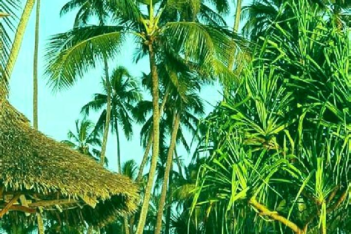 Madison, 34 — Escort in Namikupa, Tanzania
