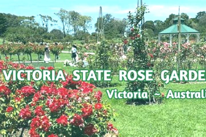 Madison, 37 — Escort in Rose Park, Australia