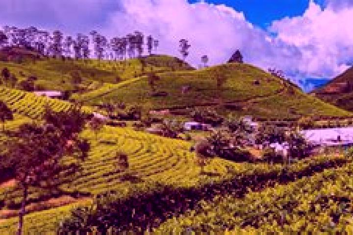 Maya, 21 — Escort in Haputale, Sri Lanka