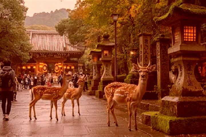 Maya, 21 — Escort in Shimoichi, Japan