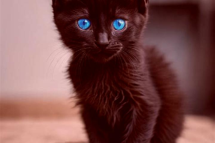 Maya, 23, a black blue-eyed caribbean companion based in Petrivka-Romenska. Offering Girlfriend Experience, Striptease, Travel Companion, Duos. Available for...