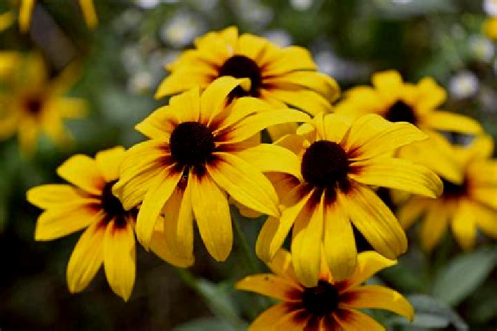Maya, 24, a black grey-eyed mediterranean companion based in Askira. Offering Girlfriend Experience, Fetish, Domination, 69. Available for incall and outcall...