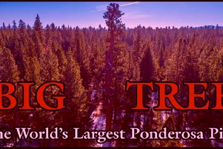 Maya, 25 — Escort in Ponderosa Pine, United States