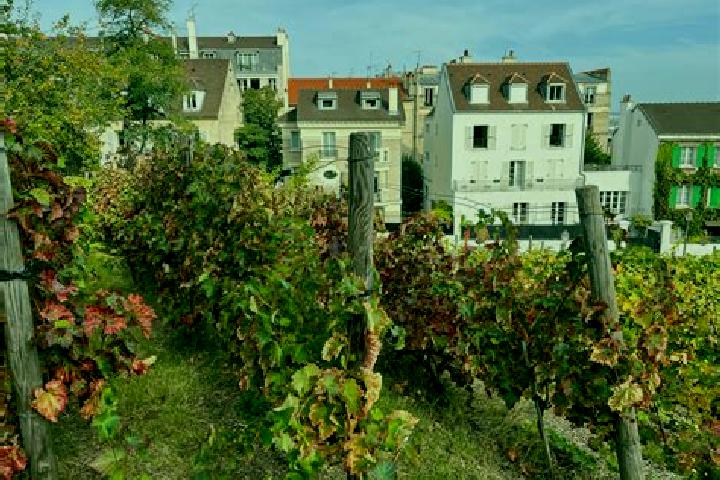 Maya, 27 — Escort in Les Rues-des-Vignes, France