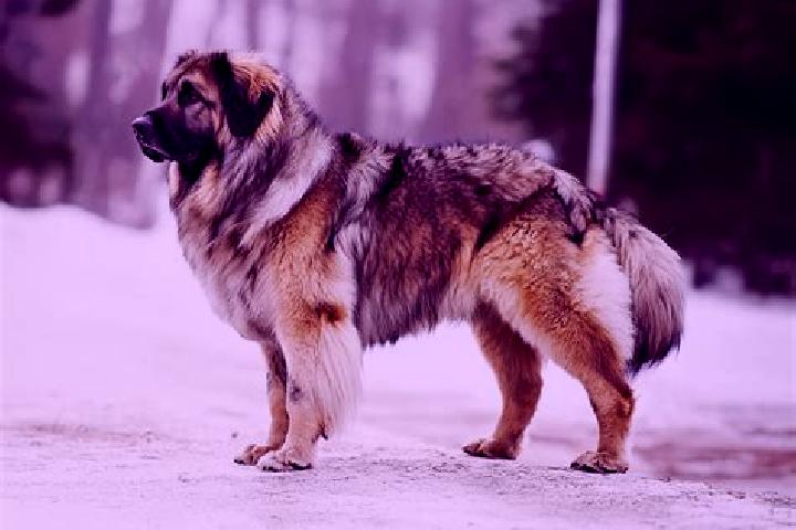 Maya, 29, a black grey-eyed caucasian companion based in Agios Tychon. Offering Girlfriend Experience, Prostate Massage, CIM, Party Girl, BDSM. Available for...