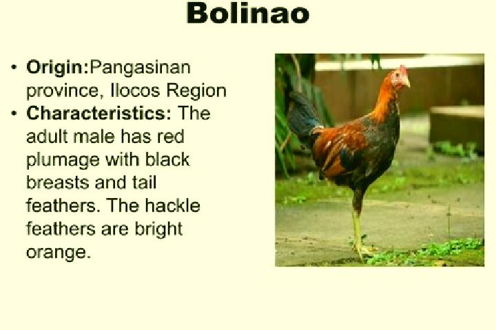 Maya, 30 — Escort in Bolilao, Philippines
