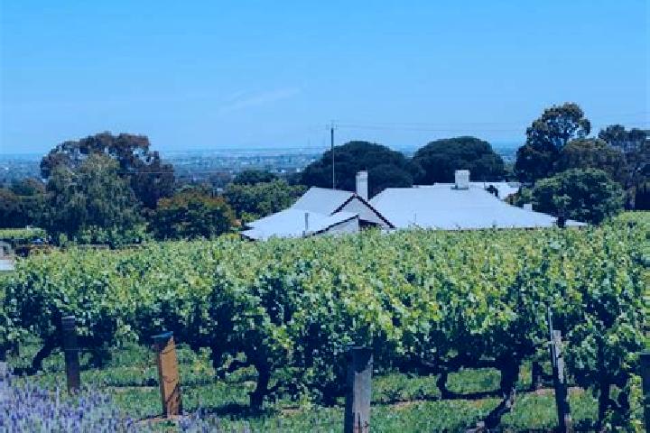 Maya, 31 — Escort in Magill, Australia